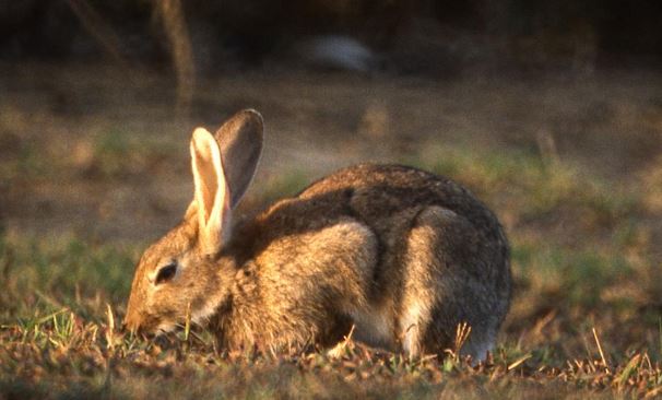 Morangup rabbit virus update